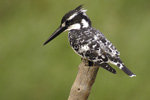 Pied Kingfisher